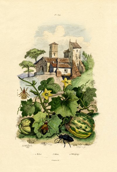 Melon by French School